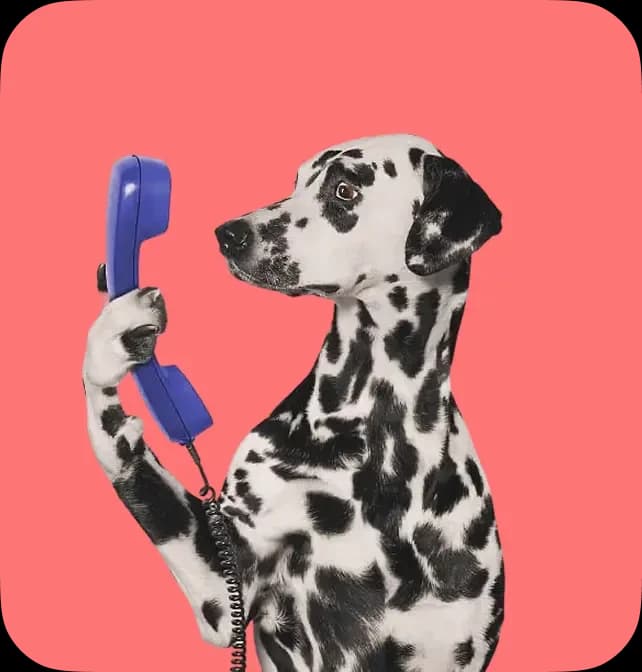 Dalmatian dog